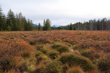 Tiefenberger Moos mit Blick zur Trettach, M&auml;delegabel und Hochfrottspitze.