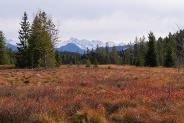 Tiefenberger Moos mit Blick zur Trettach, M&auml;delegabel und Hochfrottspitze.