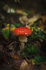 Amanita mushroom in the forest on a background of grass