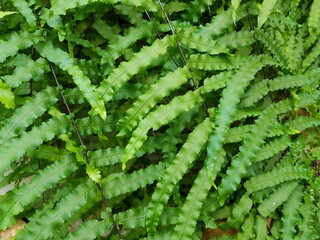 Goniophlebium persicifolium is a species of herb in the family Polypodiaceae.
