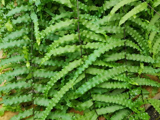 Goniophlebium persicifolium is a species of herb in the family Polypodiaceae.