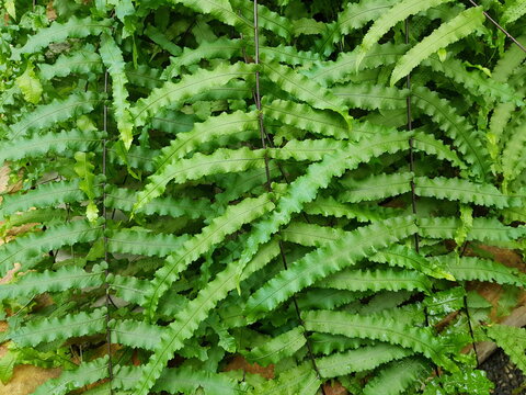 Goniophlebium persicifolium is a species of herb in the family Polypodiaceae.