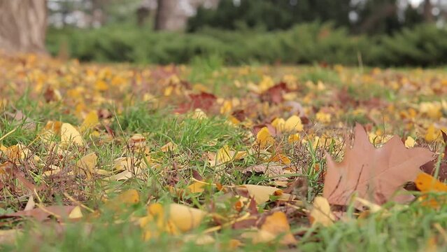 Close-up of gingo leaves that have fallen to the ground, selective focus. Yellow gingo leaves on the grass, autumn background. Change of season