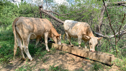 Vacas en el Arrayan