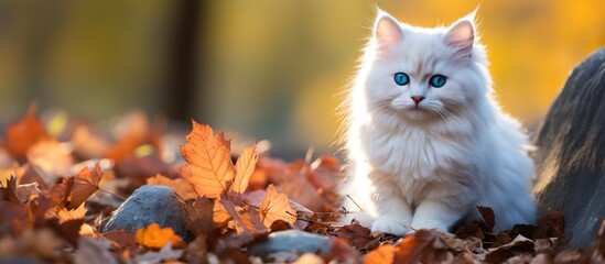 In the backdrop of a serene autumn scene a white cat with bright blue eyes sits gracefully on the lush green grass surrounded by colorful leaves and a few scattered stones highlighting the c - Powered by Adobe