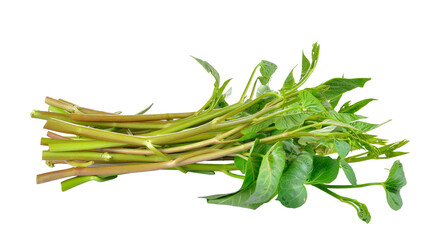 Water spinach , Morning Glory  on   transparent png