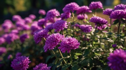 purple chrysanthemum flowers in the garden. Mother's day concept with a space for a text. Valentine day concept with a copy space.