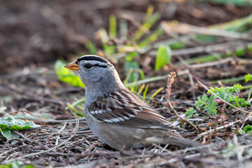 White-crowned sparrow in Southern Oregon