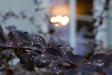 Dark Barberry Bush leaves with Rain or dew Drops in rainy day. Blurred light in the window of white house in the background.