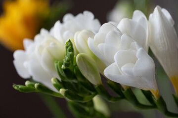 White freesia flowers and green flower buds on a blurred dark background. Copy space. Background for quotes