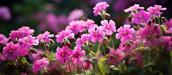 In the enchanting realm of nature colorful flowers like the Red campion and Silene dioica grace the outdoors blooming with their vibrant hues inviting wildlife to bask in their beauty