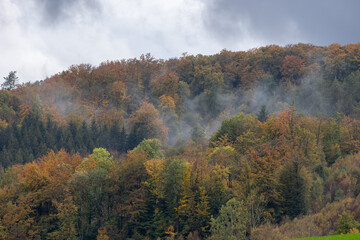 Foggy forest. Dense pine forest in the morning mist on an autumn day in the Sauerland