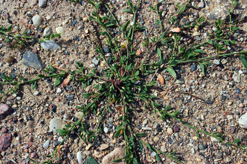 Bird highlander (Polygonum aviculare) among the stones