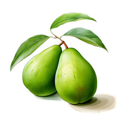 Mango, Fruits, Watercolor illustrations