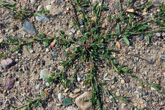 Bird highlander (Polygonum aviculare) among the stones