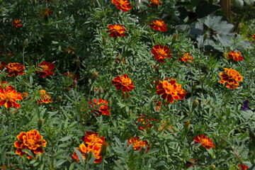 Fototapeta premium Marigold flowers (Tagétes), Turkish carnation, Imeretian saffron in the garden