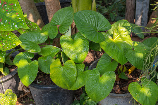 A group of homalomena rubescens have big size with fresh evergreen color leaves and growth on the pot under tree in the garden,This plant suit for decorate in summer, A heart shapped leaves.