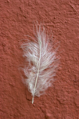 A white feather on a dark pink wall. Bird Feather