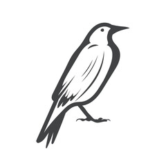 magpie Bird retro style stock vector Illustration