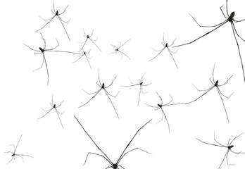 landscape background of a group of spiders on a white background