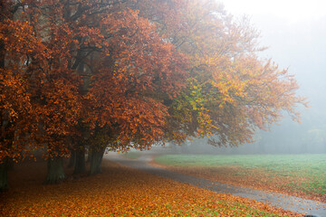 autumn in the park