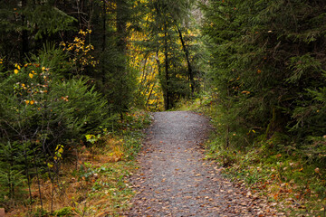 Weg durch's Tiefenberger Moos.