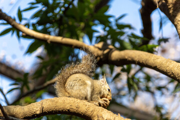 ニホンリスのご飯