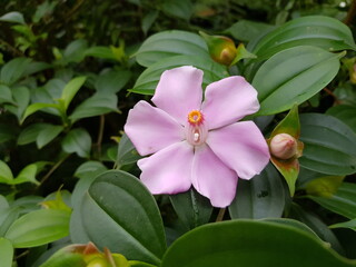 Blakea litoralis, Melastomataceae family, found in Costa Rica and Panama. 