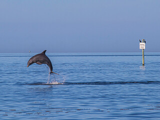 Dolphin jumping out of the ocean, Hudson Florida.