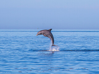 Dolphin jumping out of the ocean, Hudson Florida.