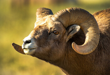 Big Horn Rams during the rut