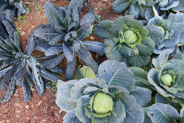 CULTIVATION OF CABBAGES