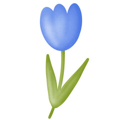 Tulip flowers color blue on white background