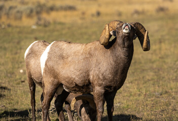 Big Horn Rams during the rut