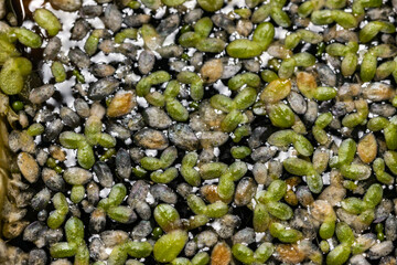 The smallest flowering plant (Wolffia arrhiza) and duckweed (Lemna turionifera)