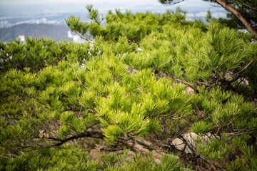 pine tree in the mountains