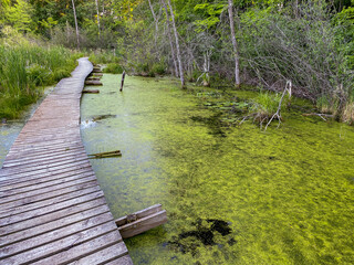 Naklejka premium A swamp walkway over green algae and water makes a scenic landscape with trees in USA