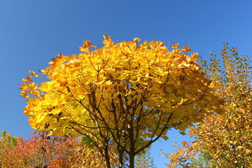 View of the details of the interior of a country house. Autumn Courtyard Garden 