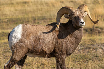 Big Horn Rams during the rut