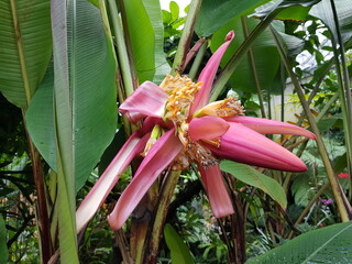 Pink Banana flower in the Rainforest Amazonia. Musa is one of three genera in the family Musaceae...