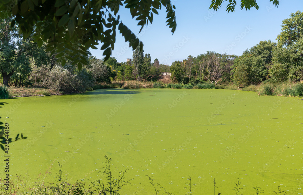 Wall mural the water surface of a dirty lake is covered with floating plants wolffia arrhiza and lemna turionif