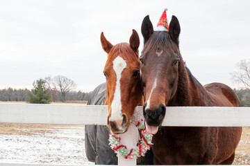 Two horses looking over a fence, one with a Christmas hat, and a peppermint wreath on the fence.