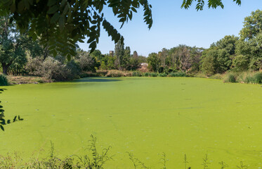 The water surface of a dirty lake is covered with floating plants Wolffia arrhiza and Lemna turionifera