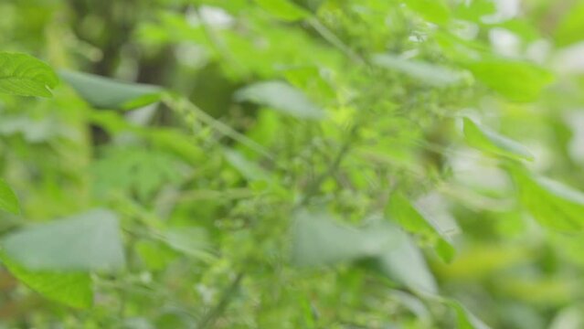 nettle in asia closeup ,catnip ,Scientific name nepetalactone ,nepetalactone , compound acts on the cat's nervous system