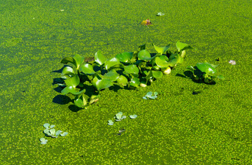 Pontederia crassipes (Eichhornia crassipes), plants floating among duckweed and Wolfia