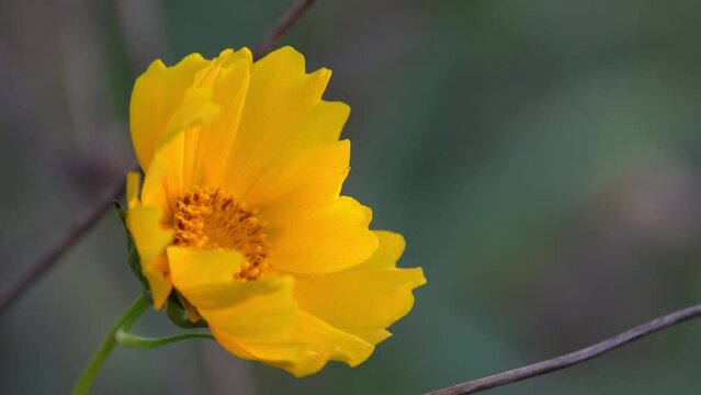 Lance-leaved coreopsis blowing in the wind