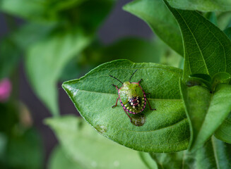 Green vegetable bug (Nezara viridula), Third instar, young bed bug