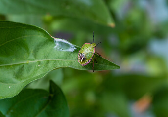 Green vegetable bug (Nezara viridula), Third instar, young bed bug