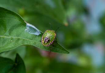 Green vegetable bug (Nezara viridula), Third instar, young bed bug