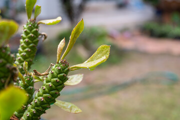 A close up of Monadenium ritchiei (Euphorbia ritchiei) on a blurred green background with copy space, Selective focus.